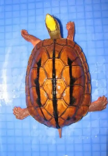 我现在有一只大概三斤多的金钱龟需要出手.