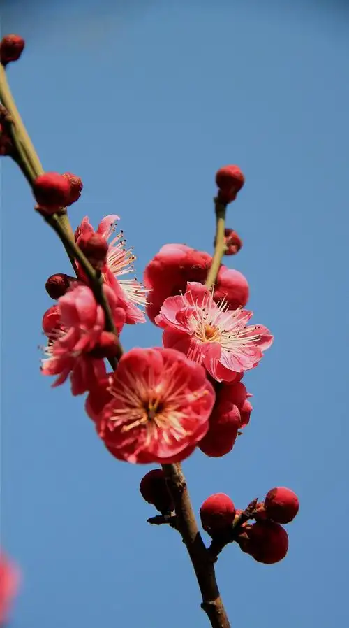 此辑中的朱砂梅,大多属于白须朱砂品种