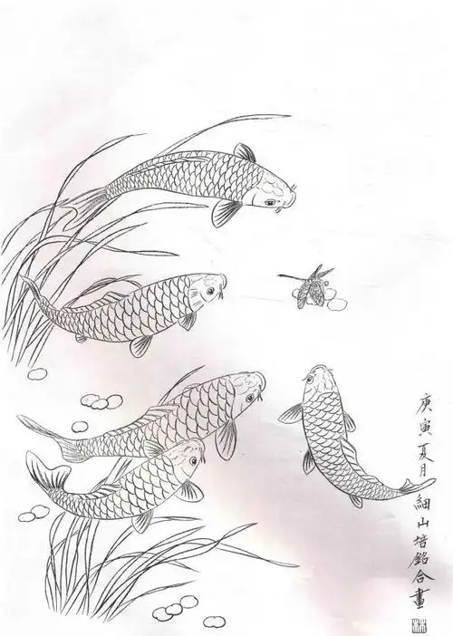 工笔锦鲤白描画稿