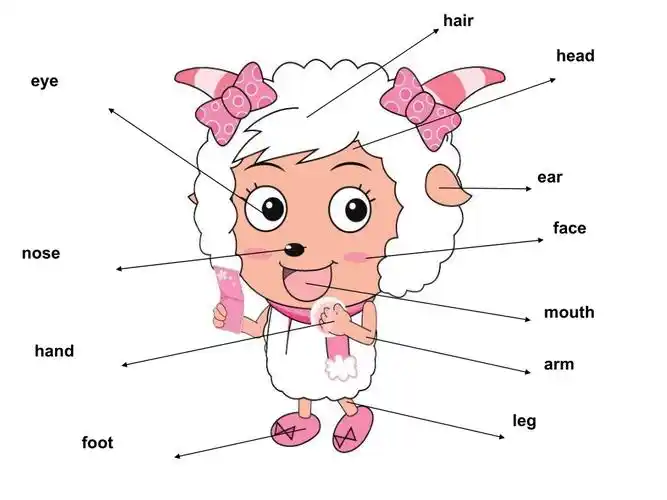 陕旅版三年级下册英语unit1mybodypartappt课件含教案公开课编号d06c2