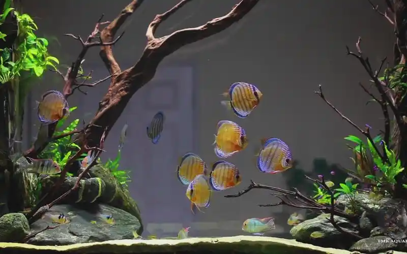 水族 七彩神仙鱼