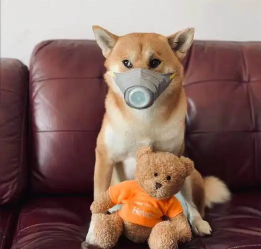 狗狗也要戴口罩|图片来源网络,如侵权请联系后台删除