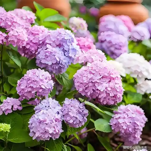 手把手教你种出繁花似锦的紫绣球:全方位解读栽培技巧与注意事项_进行