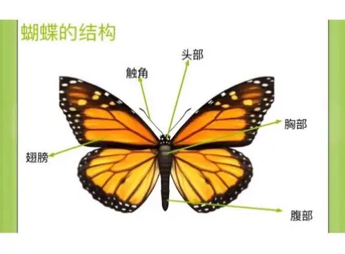 我们再来看看昆虫——蝴蝶的结构吧