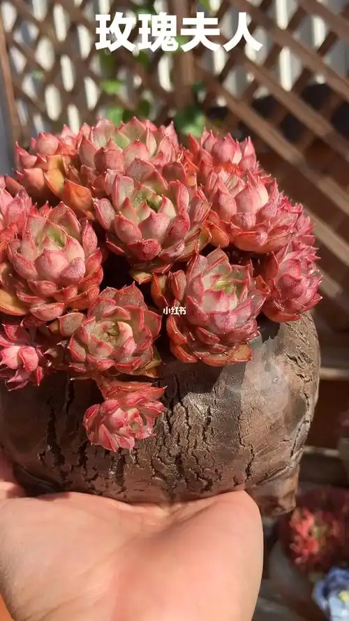 多肉养护我的露台花园多肉我的玫瑰夫人小朵朵太可爱了