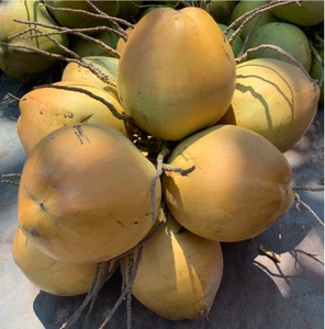 6个新鲜海南红椰带皮红椰带壳非泰国金椰非黄金椰子包邮