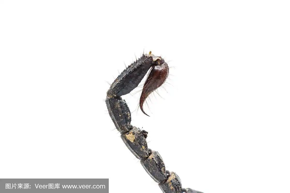 蝎子尾巴孤立在白色背景上