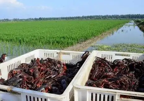 小龙虾的养殖方法与技术 小龙虾的养殖方法与技术视频教程_中蜂网