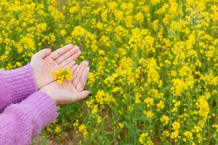 春季油菜花少女白天油菜花农田手捧摄影图配图