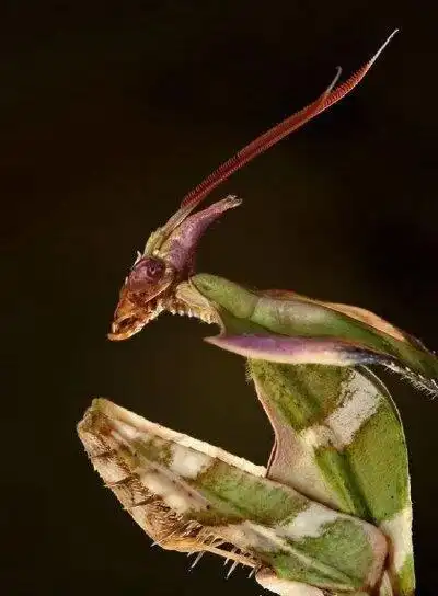 世界上最大最凶猛的螳螂魔花螳螂饿了连丈夫也吃