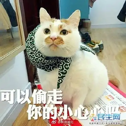 可能因为这些表情包的传播让它拥有惊人的粉丝数量.