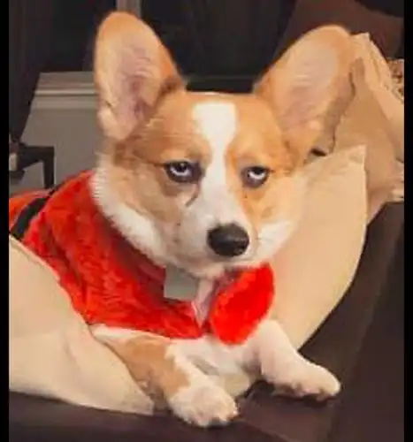 主人给柯基穿了衣服,它一脸很嫌弃的表情:这就是你的品位?_狗狗