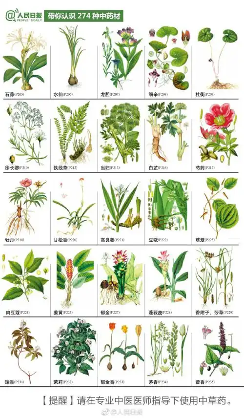 中医走进小学:274种中草药材,你们认识几种?