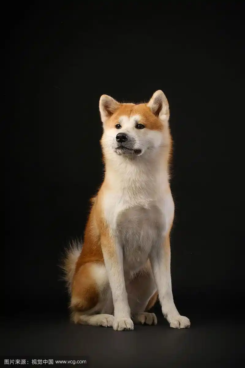 黑色背景中的秋田犬