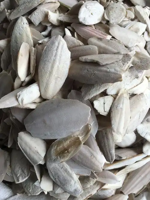 海螵蛸中药材小海螵蛸乌贼骨墨鱼骨中草药500克包邮中草药