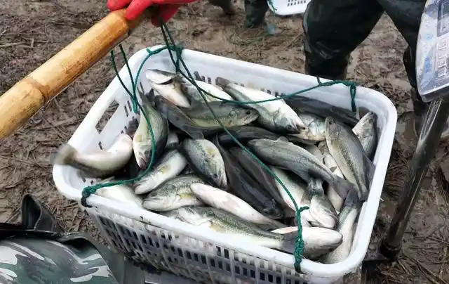 美国鲈鱼"出海",中国年产47万吨,如今已入侵长江?