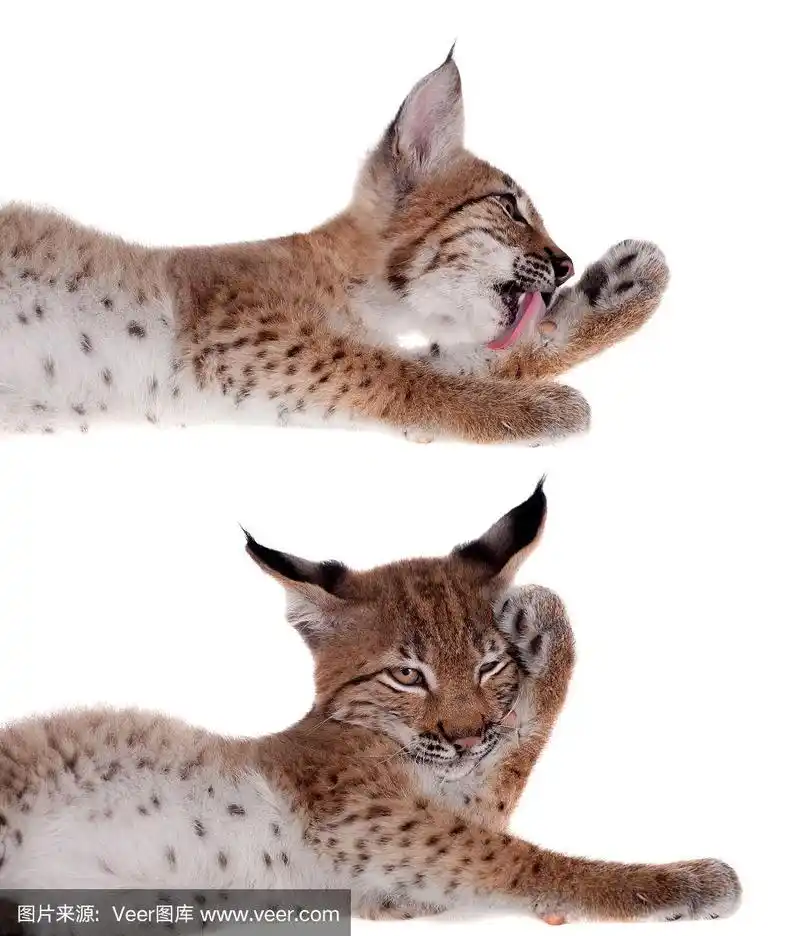 白色的欧亚猞猁幼崽