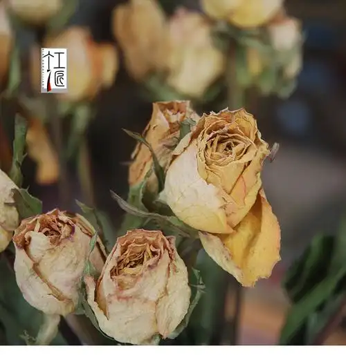 天然风干鲜花玫瑰干花花束蔷薇月季永生花真花家居装饰拍摄道具