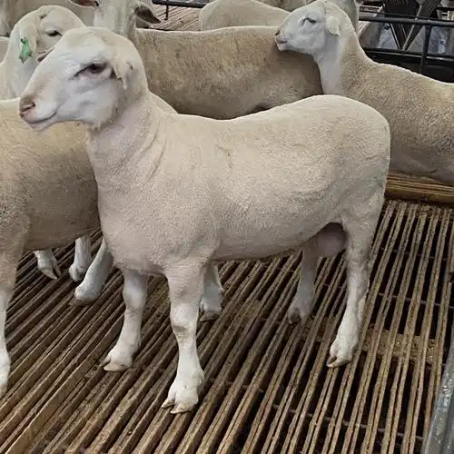 纯种澳洲白种公羊