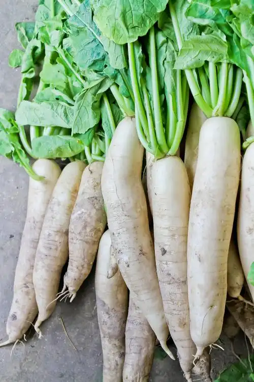 萝卜图片_萝卜图片大全_全景图片