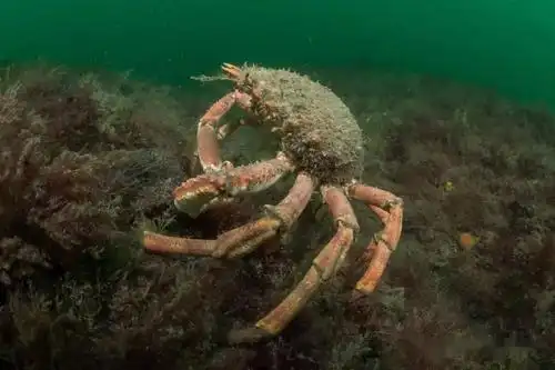 海洋科普(1317)| 物种图册——欧洲蜘蛛蟹