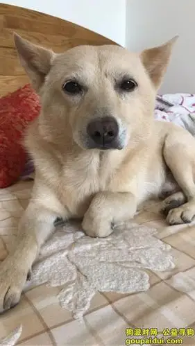 【外观】中华田园犬(土狗),名叫佳佳,公狗,13岁,中小型犬,毛色米黄