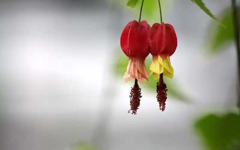 清新唯美灯笼花高清桌面壁纸高清大图预览1920x1200_植物壁纸下载_美