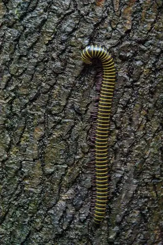 爬山时遇见千足虫马陆,第一次见到那么多脚的虫_高清图集_新浪网