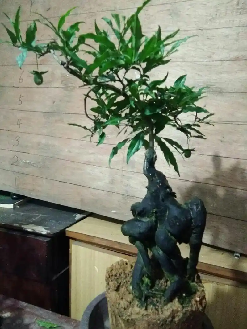 金弹子盆景的四种造法,我喜欢悬崖大跌枝