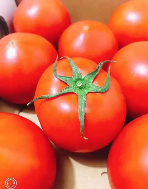 顺丰直达静冈高糖西红柿网红高糖番茄水果2斤装坏果包赔 静冈番茄