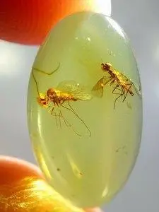 素缘缅甸天然虫珀吊坠0531琥珀带虻标本化石原石戒面坠子