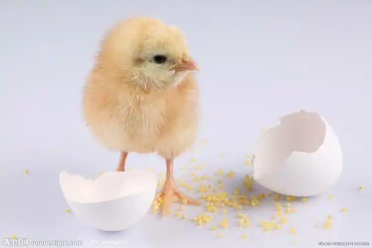 2.通过了解小鸡出壳的过程,萌发喜爱小动物的情感.