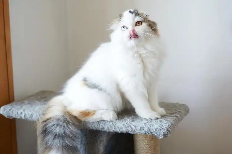 苏格兰高地立耳/折耳