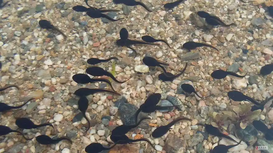 小牛津幼儿园芽芽一班---智绘艺树《小蝌蚪找妈妈》