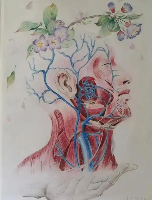 解剖绘图大赛丨妙笔生花!让医学生的画笔带你领略解剖之美(二)