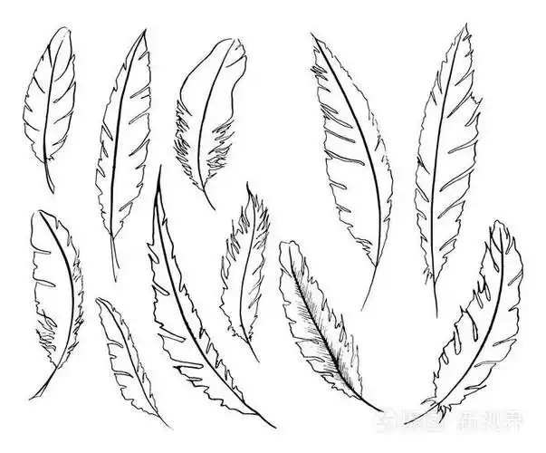 单色黑色和白色的鸟羽毛矢量集