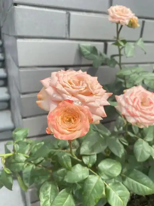 卡布奇诺 | 复古切花月季