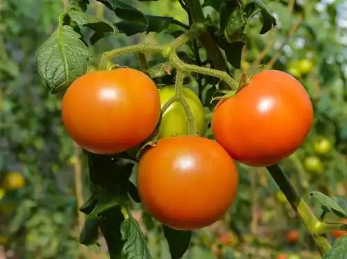 【悦心养生】有机蔬菜,扮靓你的"有机"夏天!__凤凰网