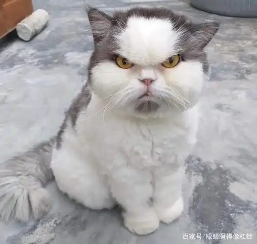 千万不要惹恼你的猫,因为它们生气时的表情可爱得令人感到害怕