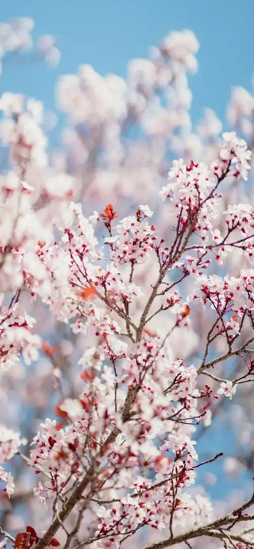 特别漂亮的风景图片竖屏