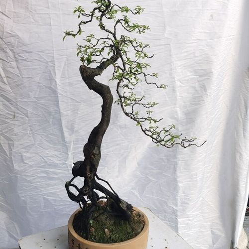 王子石盆景园金弹子车厘子果精品灌木文人老桩适合办公室室内阳台养