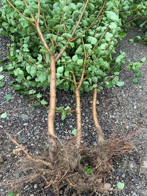 苗圃培育早中晚熟杏树苗,品种荷兰香蜜杏,珍珠油杏,丰园红杏,大黄杏