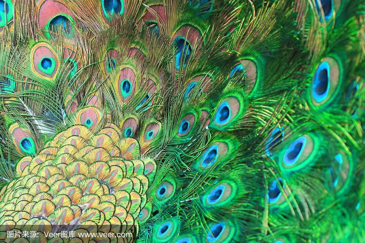 孔雀羽毛五彩缤纷的背景,绿色孔雀