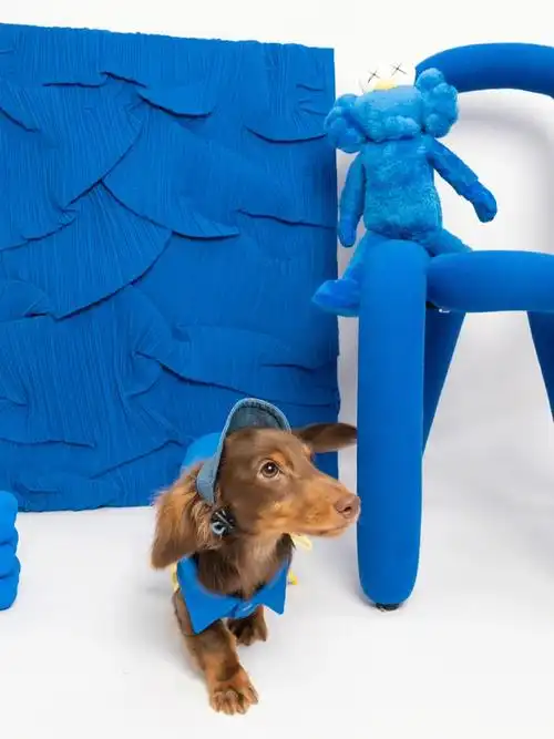 有谁能拒绝一只克莱因蓝小狗狗呢