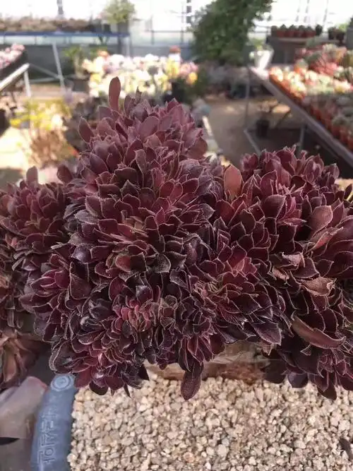 多肉植物紫羊绒缀化极品老桩