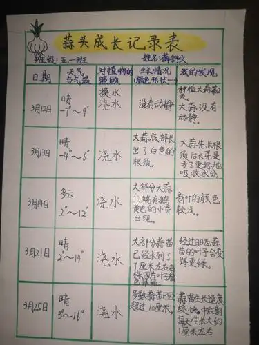 细心观察大蒜并坚持做观察记录.