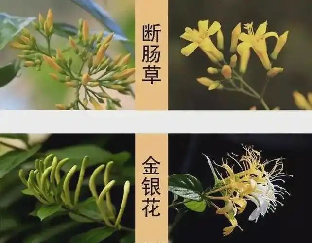 爱煲汤的人注意了→|金银花|断肠草|乌头碱_网易订阅