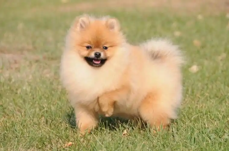 博美犬图片长大后(博美犬有几种品种)-优优宠物网