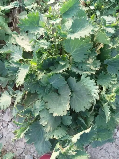 请问谁知道这是什么草,有什么药用