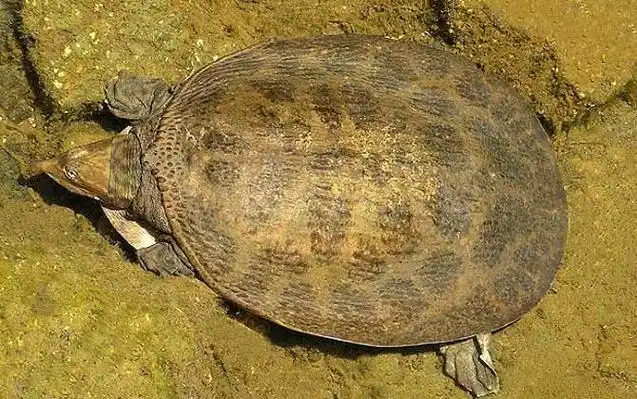 珍珠鳖是什么动物?